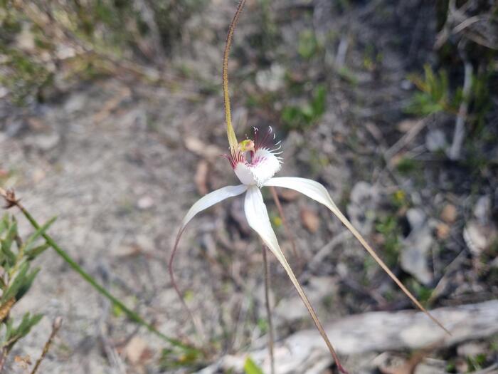 ワイルドフラワー蜘蛛の形をしたスパイダー・オーキッド