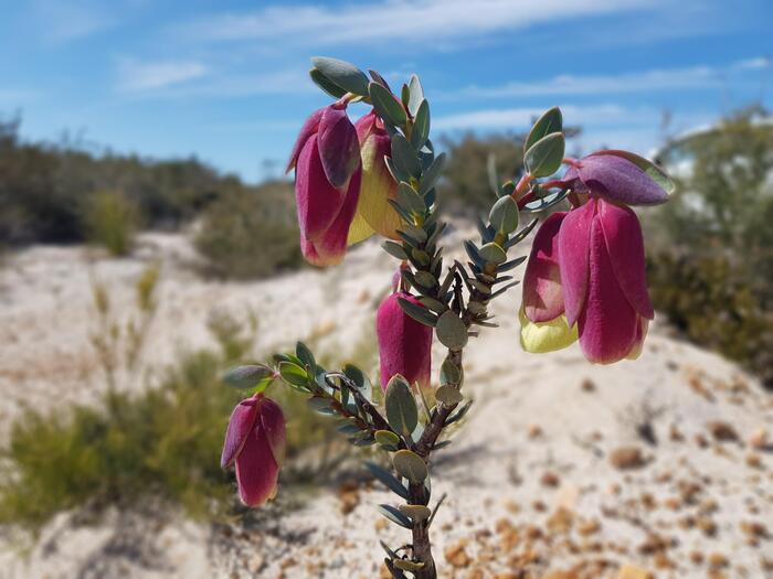 ベルのような形をしたクァラップベル