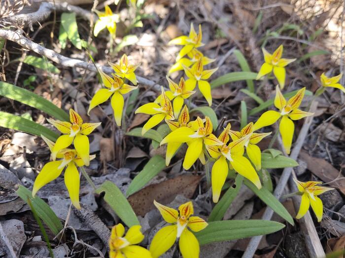 ラン科のカウスリップ・オーキッド