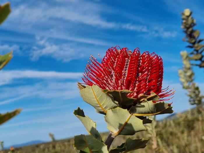 ヤマモガシ科のスカーレット・バンクシア"