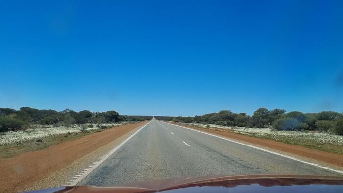 道路脇の白い花畑