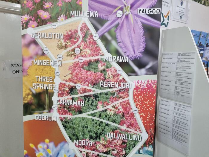 ワイルドフラワー　パンフレット