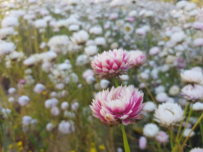 エバーラスティング　ピンク