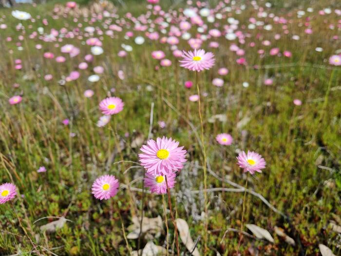 エバーラスティング　ピンク