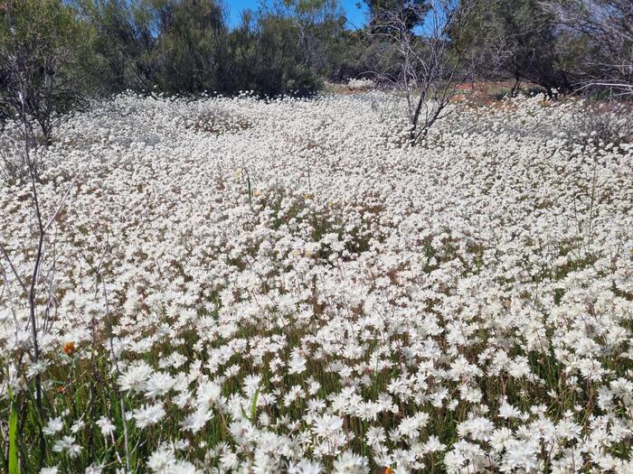 ワイルドフラワーエリア　　白い花