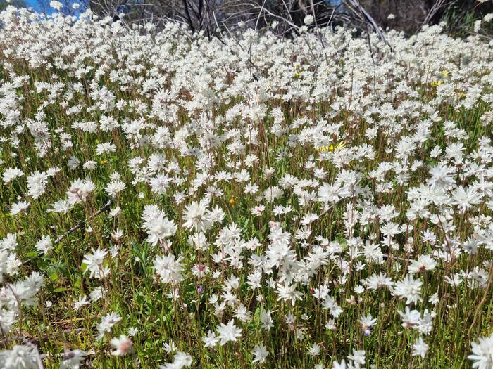 ワイルドフラワーエリア　　白い花