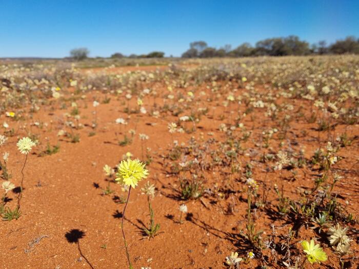赤土エリア　黄色の花