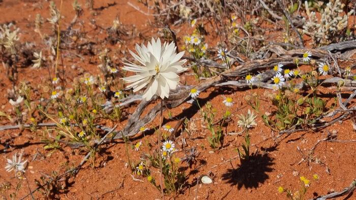 赤土エリア　白の花