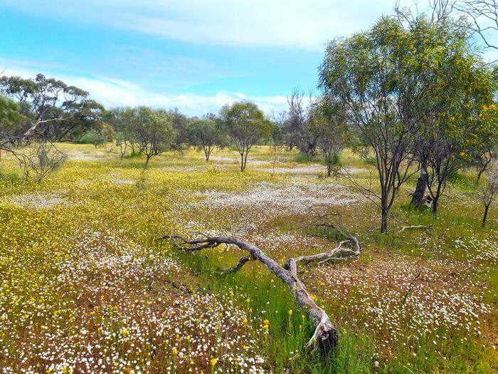 ワイルドフラワーエリア　　白い花