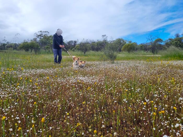 ワイルドフラワーエリア　犬　白い花