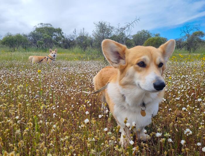 ワイルドフラワーエリア　犬　白い花