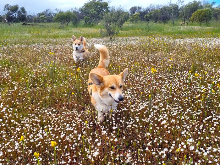 ワイルドフラワーエリア　犬　白い花