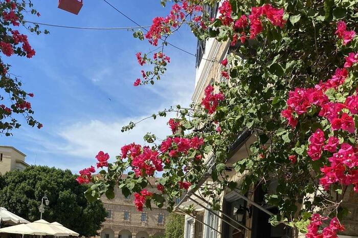 ＜ブーゲンビリアに誘われてそぞろ歩き＞