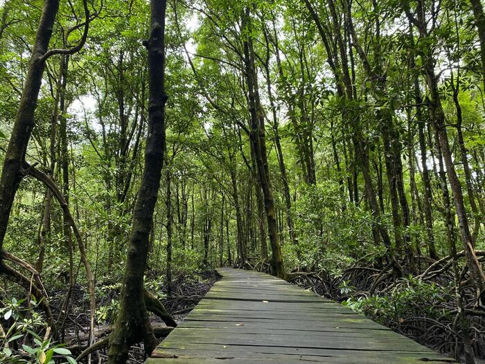 マングローブパーク　自然