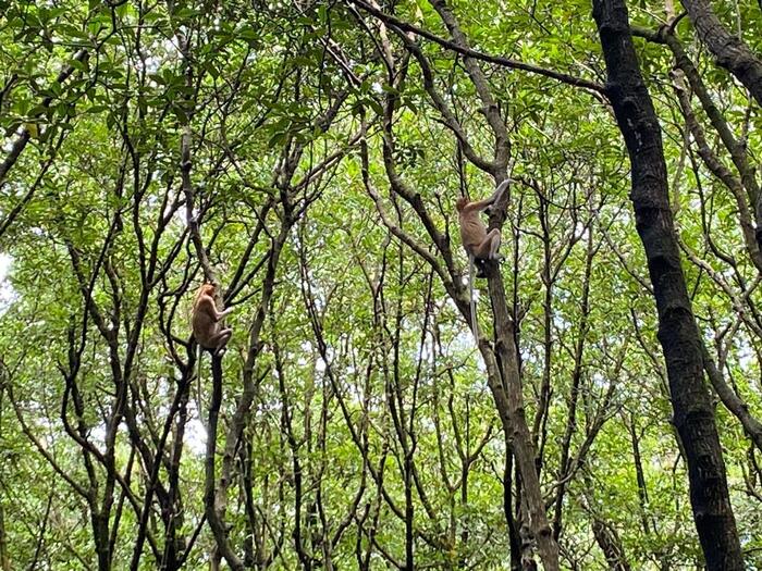 出口付近で木に登るテングザル　