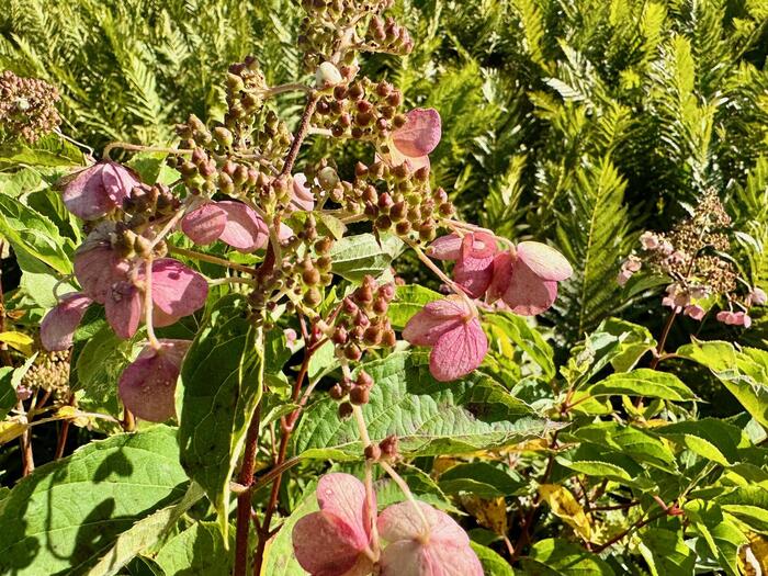 尾瀬　尾瀬ヶ原　尾瀬沼　鳩待峠　山ノ鼻　竜宮　見晴　平滑ノ滝　三条ノ滝　至仏山　燧ヶ岳　桧枝岐小屋　高山植物　花