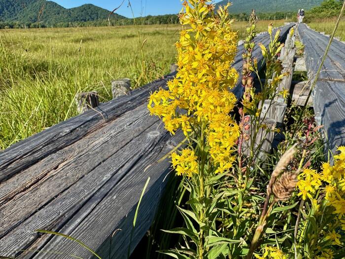 尾瀬　尾瀬ヶ原　尾瀬沼　鳩待峠　山ノ鼻　竜宮　見晴　平滑ノ滝　三条ノ滝　至仏山　燧ヶ岳　桧枝岐小屋　高山植物　花