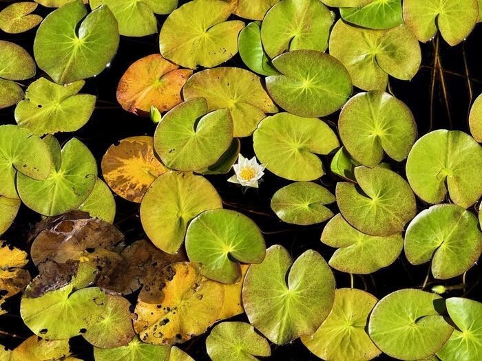 尾瀬　尾瀬ヶ原　尾瀬沼　鳩待峠　山ノ鼻　竜宮　見晴　平滑ノ滝　三条ノ滝　至仏山　燧ヶ岳　桧枝岐小屋　高山植物　花