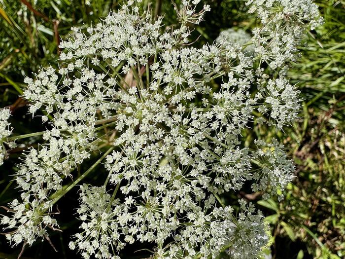 尾瀬　尾瀬ヶ原　尾瀬沼　鳩待峠　山ノ鼻　竜宮　見晴　平滑ノ滝　三条ノ滝　至仏山　燧ヶ岳　桧枝岐小屋　高山植物　花