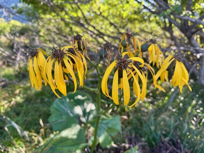 尾瀬　尾瀬ヶ原　尾瀬沼　鳩待峠　山ノ鼻　竜宮　見晴　平滑ノ滝　三条ノ滝　至仏山　燧ヶ岳　桧枝岐小屋　高山植物　花