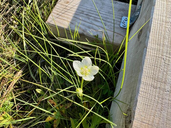 尾瀬　尾瀬ヶ原　尾瀬沼　鳩待峠　山ノ鼻　竜宮　見晴　平滑ノ滝　三条ノ滝　至仏山　燧ヶ岳　桧枝岐小屋　高山植物　花