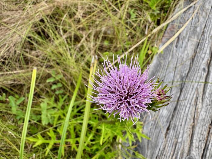 尾瀬　尾瀬ヶ原　尾瀬沼　鳩待峠　山ノ鼻　竜宮　見晴　平滑ノ滝　三条ノ滝　至仏山　燧ヶ岳　桧枝岐小屋　高山植物　花
