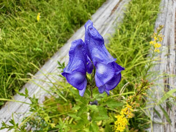 尾瀬　尾瀬ヶ原　尾瀬沼　鳩待峠　山ノ鼻　竜宮　見晴　平滑ノ滝　三条ノ滝　至仏山　燧ヶ岳　桧枝岐小屋　高山植物　花