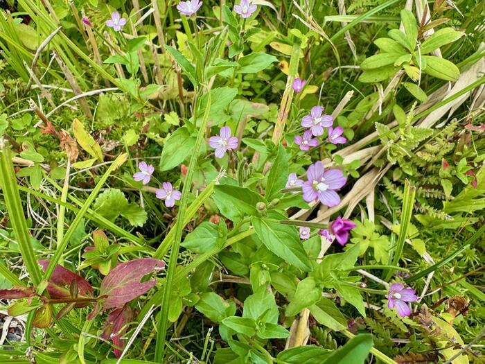 尾瀬　尾瀬ヶ原　尾瀬沼　鳩待峠　山ノ鼻　竜宮　見晴　平滑ノ滝　三条ノ滝　至仏山　燧ヶ岳　桧枝岐小屋　高山植物　花