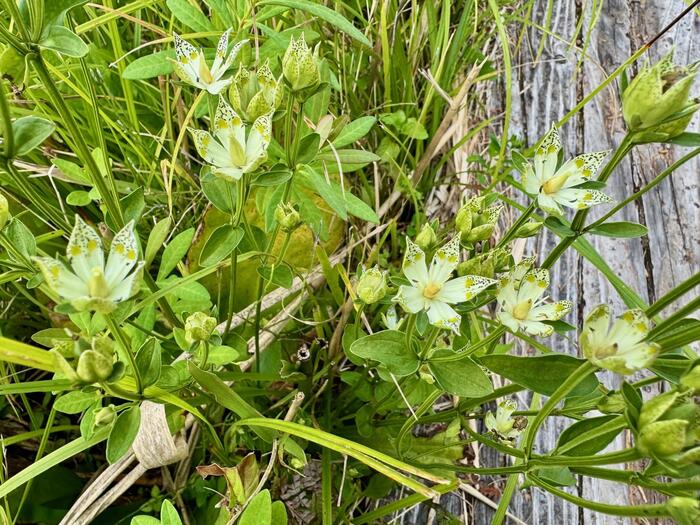 尾瀬　尾瀬ヶ原　尾瀬沼　鳩待峠　山ノ鼻　竜宮　見晴　平滑ノ滝　三条ノ滝　至仏山　燧ヶ岳　桧枝岐小屋　高山植物　花