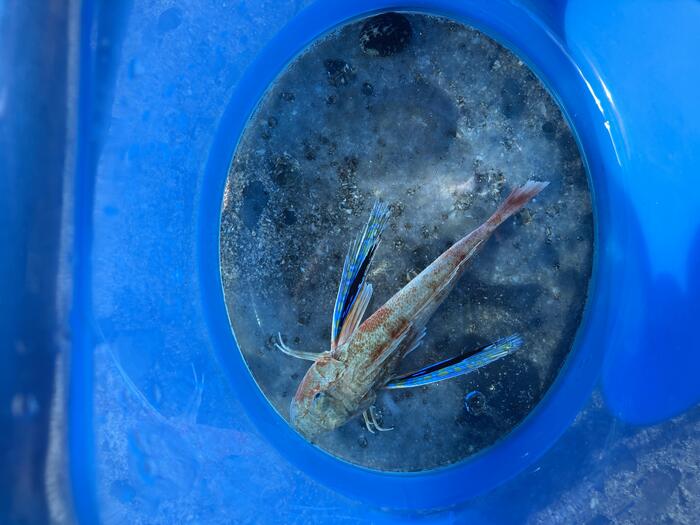 海の中で泳いでいる魚