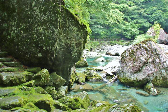 植物の根が大きな岩を割ってできたという「せり割洞穴」