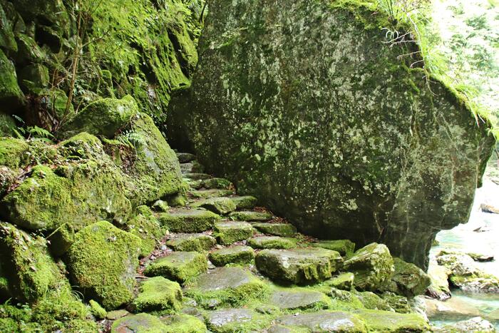 植物の根が大きな岩を割ってできたという「せり割洞穴」