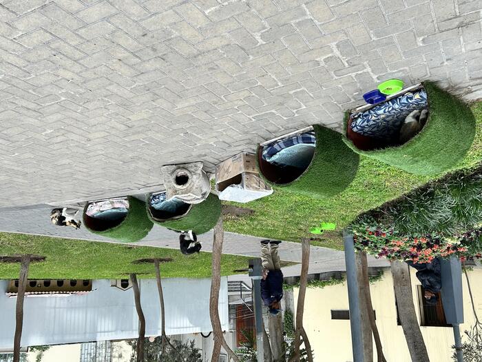 野良ネコを保護しているケネディ公園