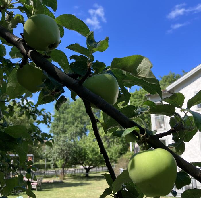 リンゴや野生の果物
