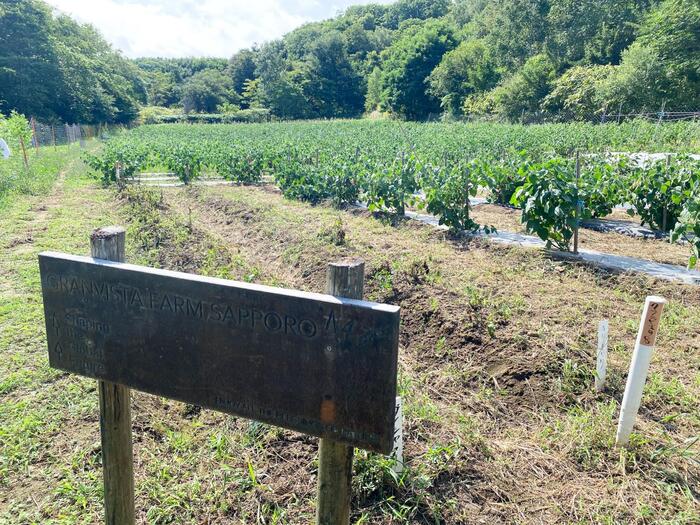 グランビスタファーム サッポロ