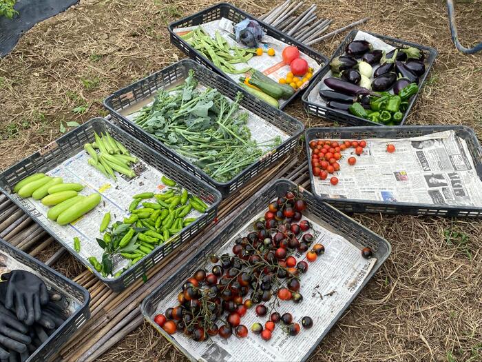 野菜を収穫したところ