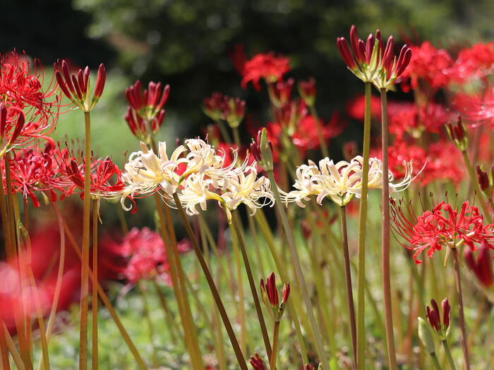 小出川に群生する彼岸花