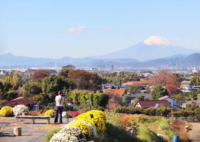 富士見の丘を彩る、ざる菊と富士山