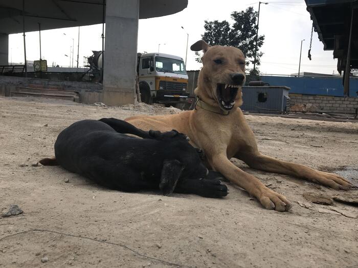 インドの路上にいる犬