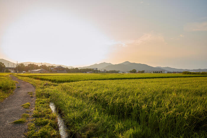 亀岡の田園風景