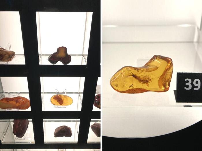 虫入り琥珀のコレクション