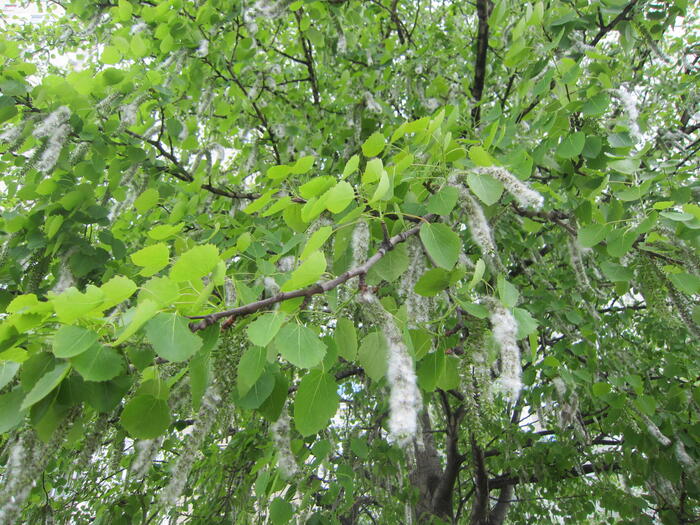 ポピュラの花粉