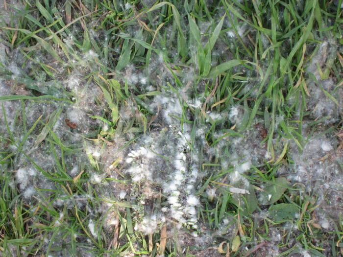 ポピュラの花粉