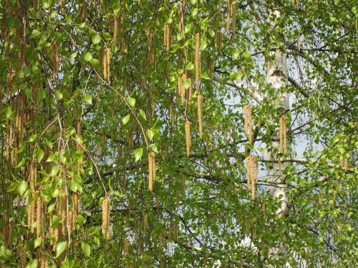 ポピュラの花粉