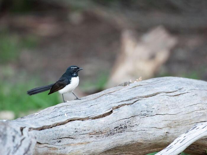 ヨコフリオウギビタキ