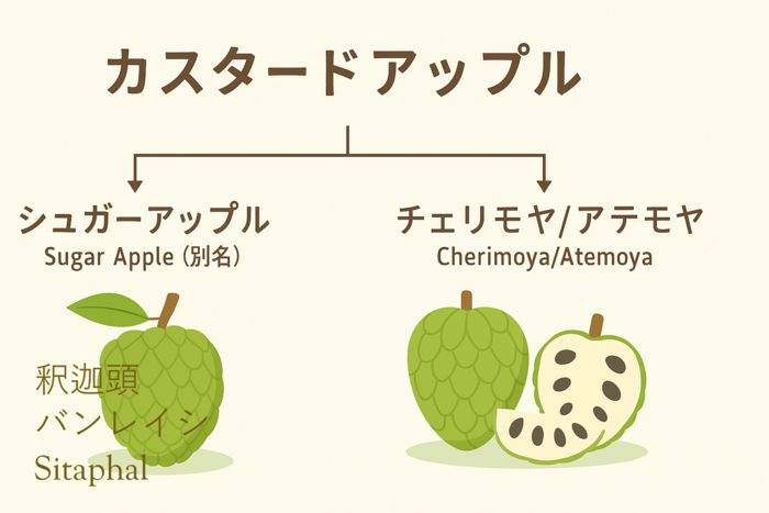 カスタードアップルの名称図解