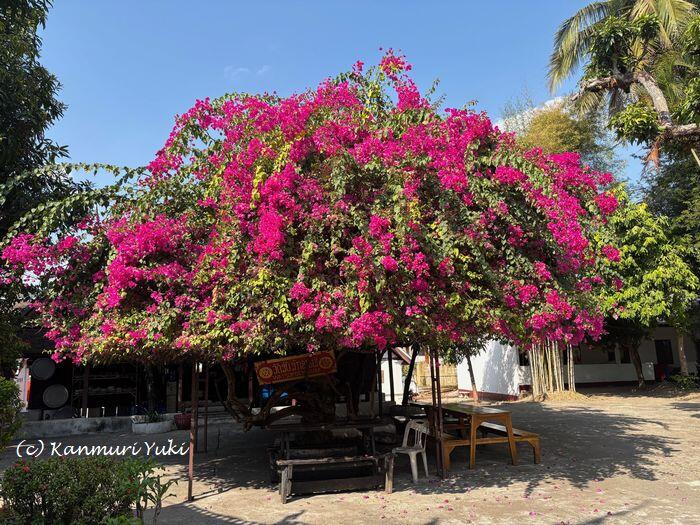ルアンパバーンの街角で
