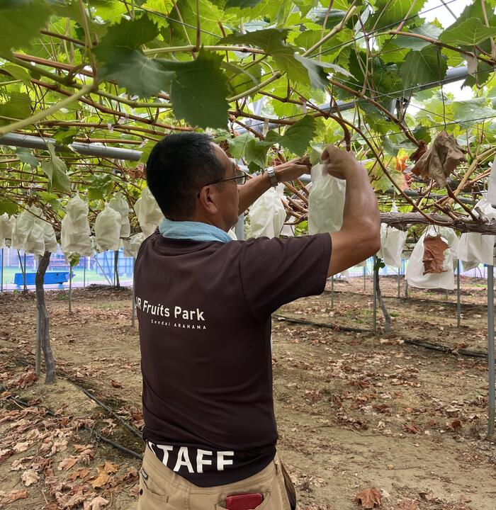美味しい食べごろとなったブドウを取ってくださる菊地氏