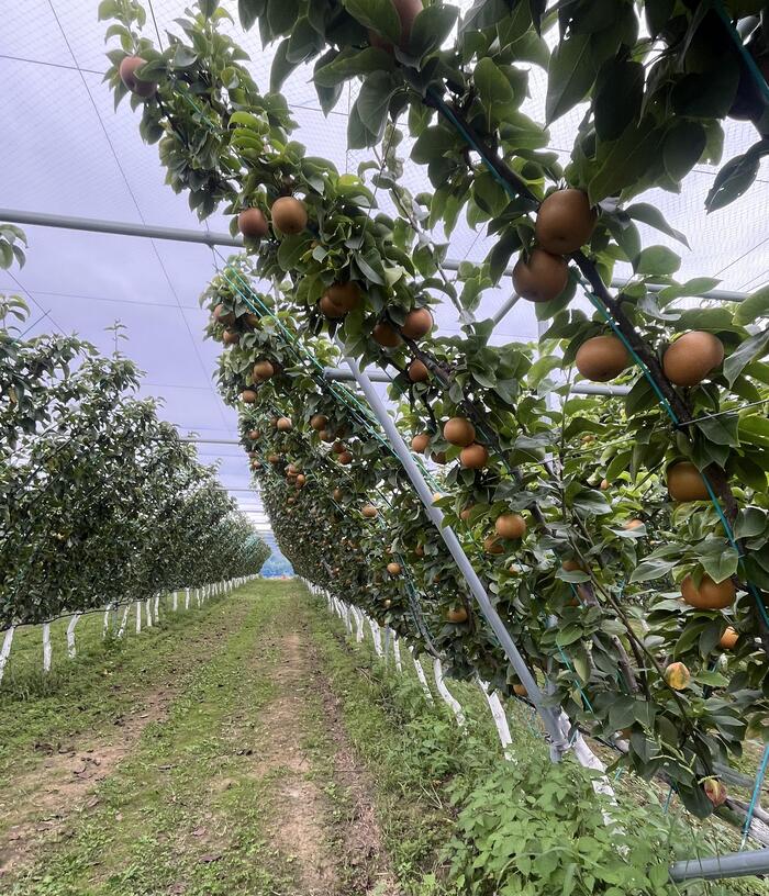 まるで果物のトンネルです