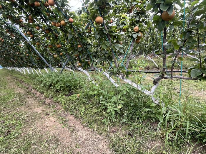 下の方を見てもらうとわかると思いますが、樹は何本もあるのですが、根元の枝が順次つながっています